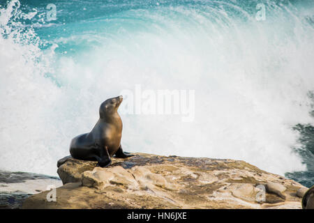 Seul arqué et lion de mer humide le bain de soleil sur une falaise avec le fracas des vagues dans l'arrière-plan à La Jolla Cove, San Diego, Californie Banque D'Images