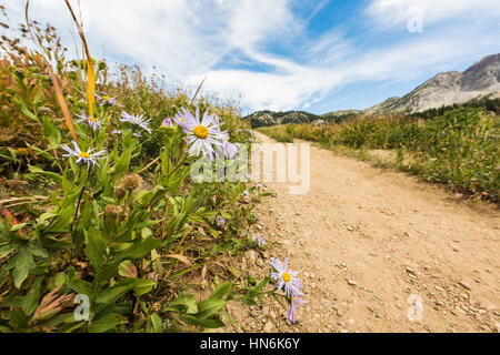 Daisy Fleabane voyantes/fleurs sauvages à proximité d'une route de terre dans les pâturages alpins en bassin Albion près de Salt Lake City Banque D'Images