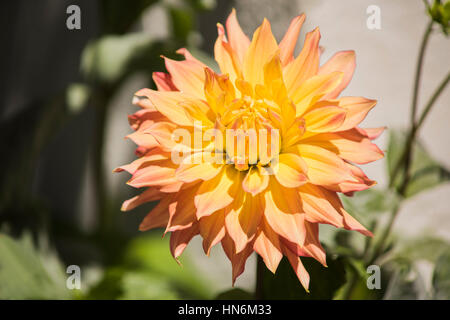 Peach et dahlia jaune soleil avec foilage dans Banque D'Images