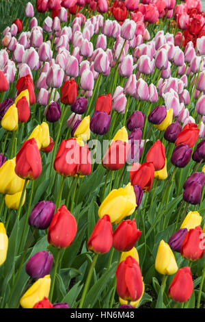 Vue verticale de beaucoup de différentes couleurs de tulipes sur lit de jardin avec violet, jaune, rouge et rose Banque D'Images