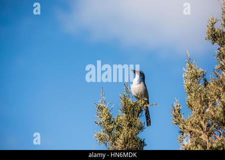 Blue California western scrub jay bird avec ventre blanc perché sur un cyprès genévrier Banque D'Images
