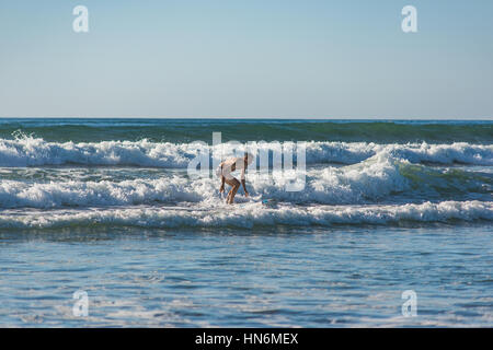 Élève Débutant novice male surfer en essayant de rester stable et ride petite vague sur le rivage de l'océan en Californie Banque D'Images