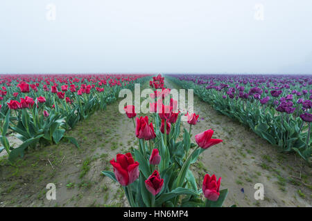 Les lignes de champ du champ de tulipes rouge et violet dans la pluie brouillard brumeux matin météo couvert Banque D'Images