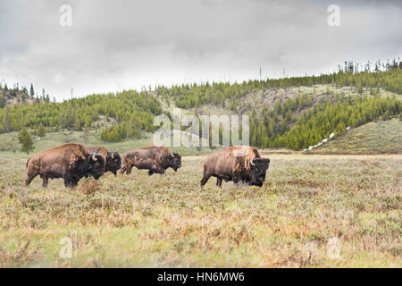 Troupeau de bisons marcher dans la vallée avec les nuages de tempête avec leader Banque D'Images