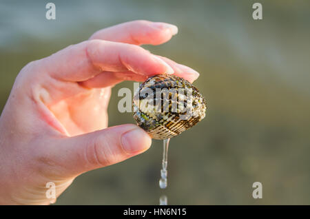 Young woman's hands holding fermé clam shell avec l'eau qui goutte Banque D'Images