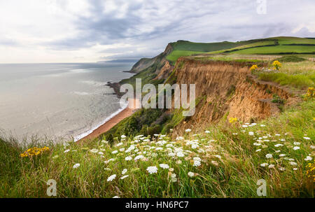 Carotte (Daucus carota) sur une falaise, le long de la South West Coast Path dans le Dorset, en Angleterre. Banque D'Images