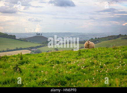 Un mouton (Ovis aries) avec Colmer's Hill dans la distance le long de la South West Coast Path dans le Dorset, en Angleterre. Banque D'Images