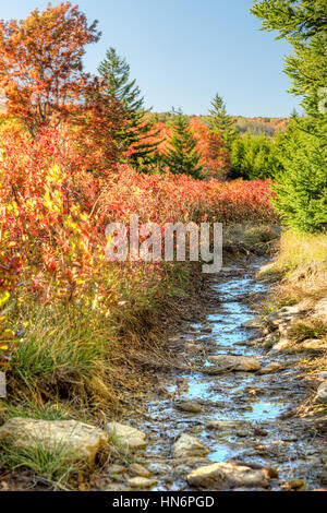 Dolly Sods sentier boueux chemin humide au cours de l'automne avec des buissons de myrtilles rouge en Virginie-Occidentale Banque D'Images