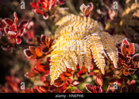 Givre sur fougère jaune rouge avec feuilles de bleuet dans la lumière du soleil du matin Banque D'Images