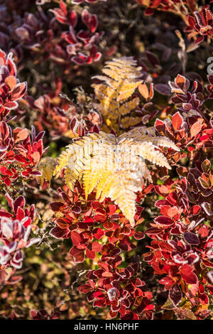 Givre sur fougère jaune rouge avec feuilles de bleuet dans la lumière du soleil du matin Banque D'Images