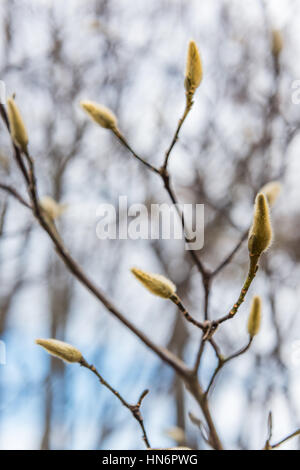 Les bourgeons de Magnolia en hiver Banque D'Images