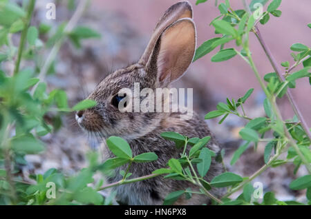 Portrait Portrait of cute désert sauvage lapin avec de grandes oreilles et de plantes vertes Banque D'Images