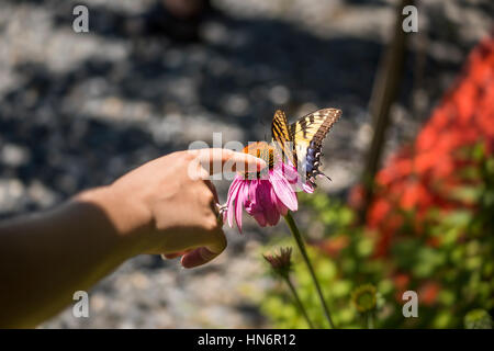 Womans mains papillon sur fleur d'échinacée Banque D'Images