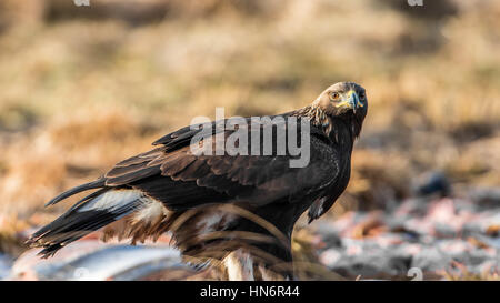 L'Aigle royal (Aquila chrysaetos) Regard sur vous et profil montrant les ailes du premier plumage d'hiver avec un arrière-plan flou. Banque D'Images