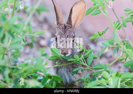 Désert sauvage mignon lapin avec de grandes oreilles de manger des plantes vertes Banque D'Images