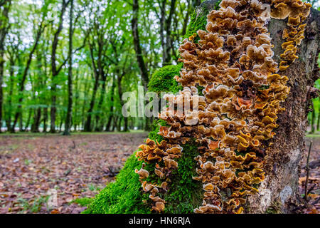 De plus en plus de champignons à partir de tronc d'arbre dans la forêt moussue Banque D'Images