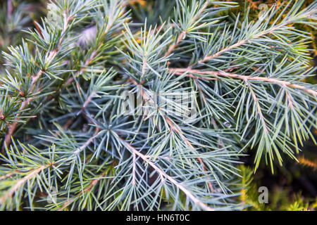 Les branches d'arbres de pins et aiguilles closeup détail Banque D'Images