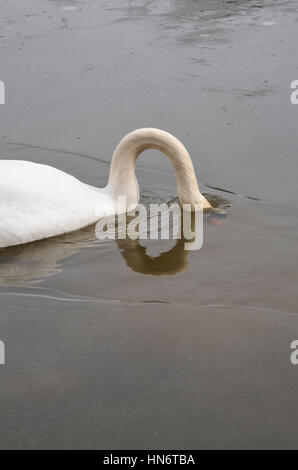 Libre de swan avec la tête dans l'eau froide dans le lac gelé semi Banque D'Images