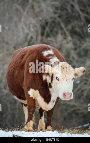 Une femme enceinte, brun et blanc jersey cow standing in snow Banque D'Images