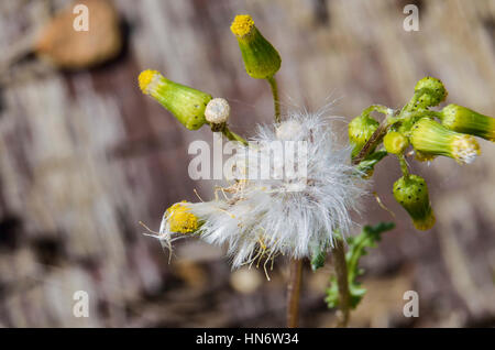 Macro fleur séneçon libre, un sosie de pissenlit Banque D'Images