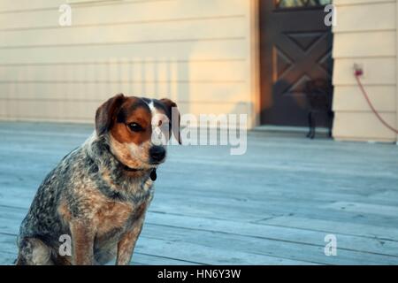 Mélanger Beagle à talon bleu Banque D'Images