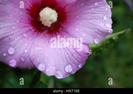 Un plan macro de gouttes sur une fleur d'hibiscus. Banque D'Images