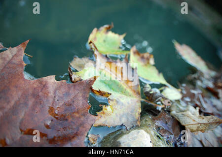 Automne feuilles flottant en aval. Banque D'Images