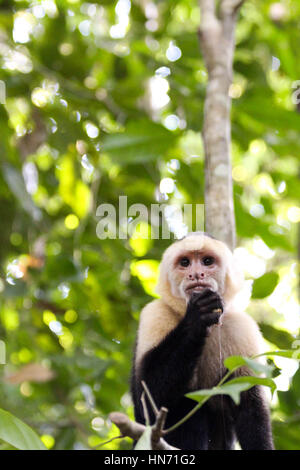 Singes Capucins face blanc sauvages dans leur habitat naturel jungle Banque D'Images