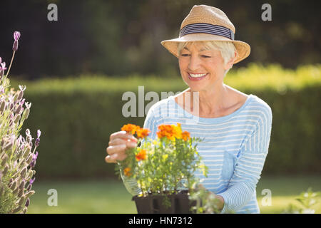 Happy senior woman gardening in backyard Banque D'Images