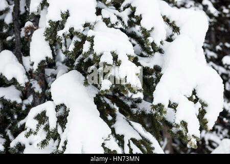 Pins enneigés sur l'alpage de montagne pendant l'hiver Banque D'Images