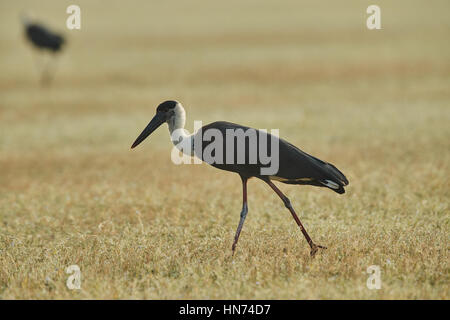 Woolly-necked stork (Ciconia episcopus) flâner ou errant nonchalamment le long d'une bande de terre de l'herbe verte sur une journée ensoleillée Banque D'Images