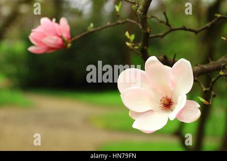 Fleurs de magnolia Banque D'Images