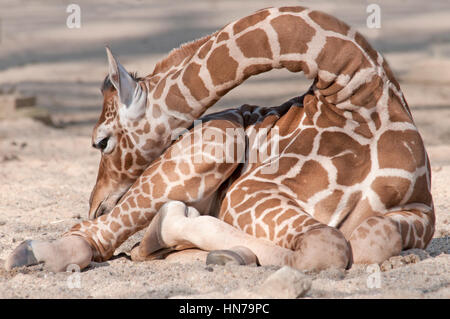 Girafe assis dans le sable et lavait Banque D'Images