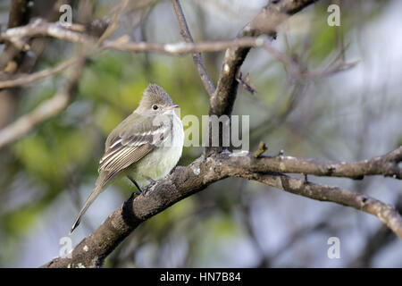 Yellow-bellied Elaenia Elaenia flavogaster, Banque D'Images