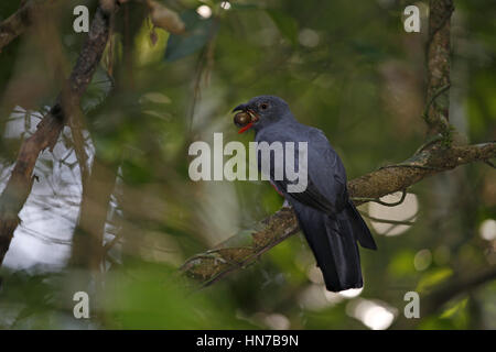 Trogon à queue vineuse, Trogon massena, femme eating fruit Banque D'Images