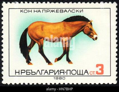 Un timbre-poste imprimé en Bulgarie montre un cheval de Przewalski (Equus ferus przewalskii), race series , vers 1980 Banque D'Images