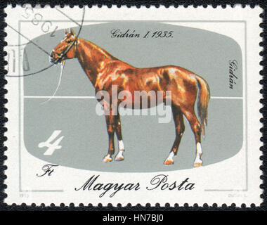 Un timbre-poste imprimé en Hongrie montre une rengaine Gidran (Equus caballus) avec des chaussettes blanches. Je Gidran, 1935 circa 1985 , série chevaux Banque D'Images