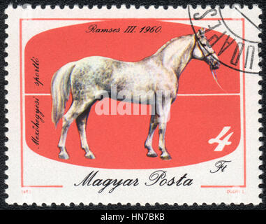 MAGYAR- VERS 1985 : un timbre imprimé en magyar montre un Ramses pommelé (Equus caballus) debout sur un fond rouge. Ramsès III, série 1960 chevaux, Banque D'Images