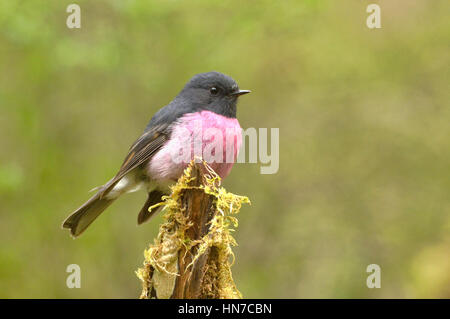 Robin rose Petroica rodinogaster homme Photographié en Tasmanie, Australie Banque D'Images