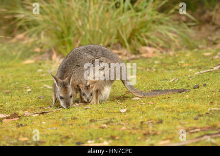 Wallaby Tammar Macropus eugenii femelle avec Joey dans pouch photographié dans le sud de l'Australie Banque D'Images