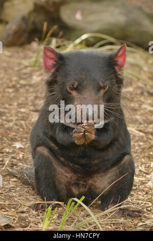 Diable de Tasmanie Sarchopilus harrisii nettoyage adultes photographiés en Tasmanie, Australie Banque D'Images