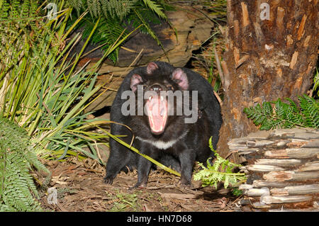 Diable de Tasmanie Sarchopilus harrisii snarling adultes menacées photographié en Tasmanie, Australie Banque D'Images