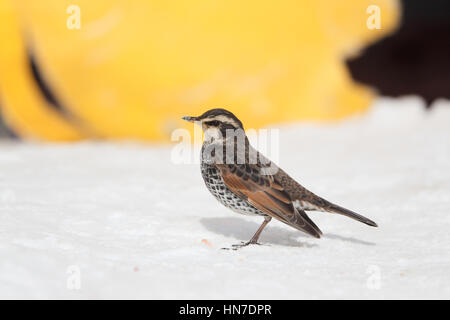 Sombre des mâles (Turdus eunomus), un brun, noir, blanc et le comité permanent d'oiseaux sur la neige avec des ailes pendait, à Hokkaido, Japon Banque D'Images