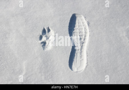 Traces du chien et l'homme sur la neige Banque D'Images