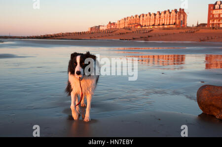 Border Collie jouant sur la plage au lever du soleil à marée basse Banque D'Images