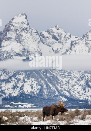 Bull Moose debout dans les prairies d'armoise avec Tetons