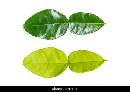 Les feuilles de combava isolé sur fond blanc. Chemin de détourage en photo. Banque D'Images