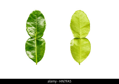 Les feuilles de combava isolé sur fond blanc. Chemin de détourage en photo. Banque D'Images