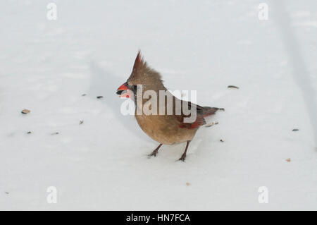 Vadnais Heights, Minnesota. Femme Cardinal rouge, Cardinalis cardinalis, manger des graines d'oiseaux tombés sur le sol en hiver. Banque D'Images