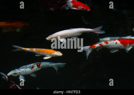 Le Japon appelle poissons poissons carpes Koi ou nager dans l'étang colorés Banque D'Images